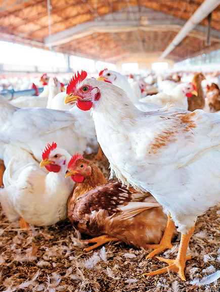Albashaer Group is the Broiler Chicken & Agriculture farm