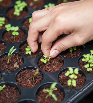 Albashaer Group is the Broiler Chicken & Agriculture farm